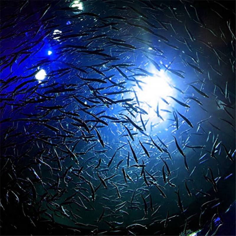Mini Fishing Attraction Lamp G - Fishing Boat Navigation Light ulasan dan harga